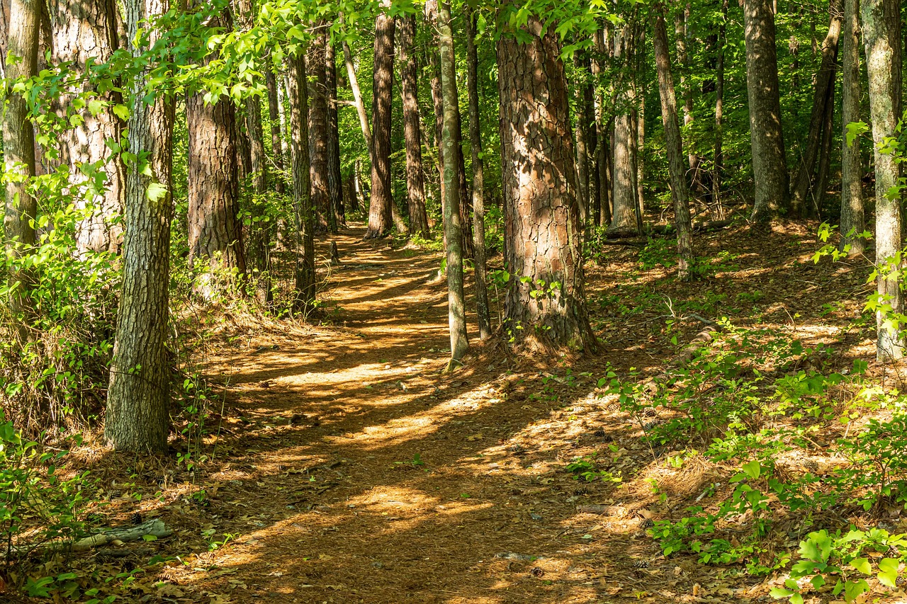 부킷티마 자연보호구역 산책로 사진