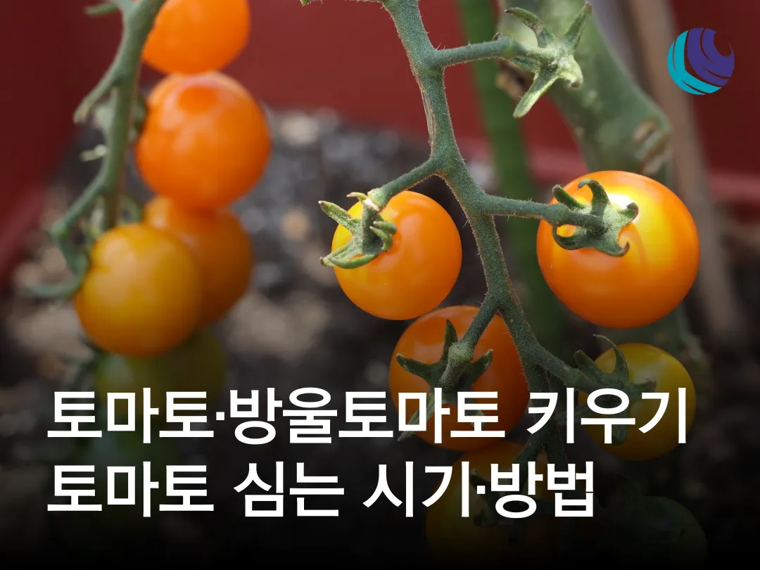 방울토마토 재배 화분 키우기 적심 유인 당도 관리_6