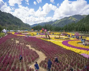 인제 가을꽃축제_25