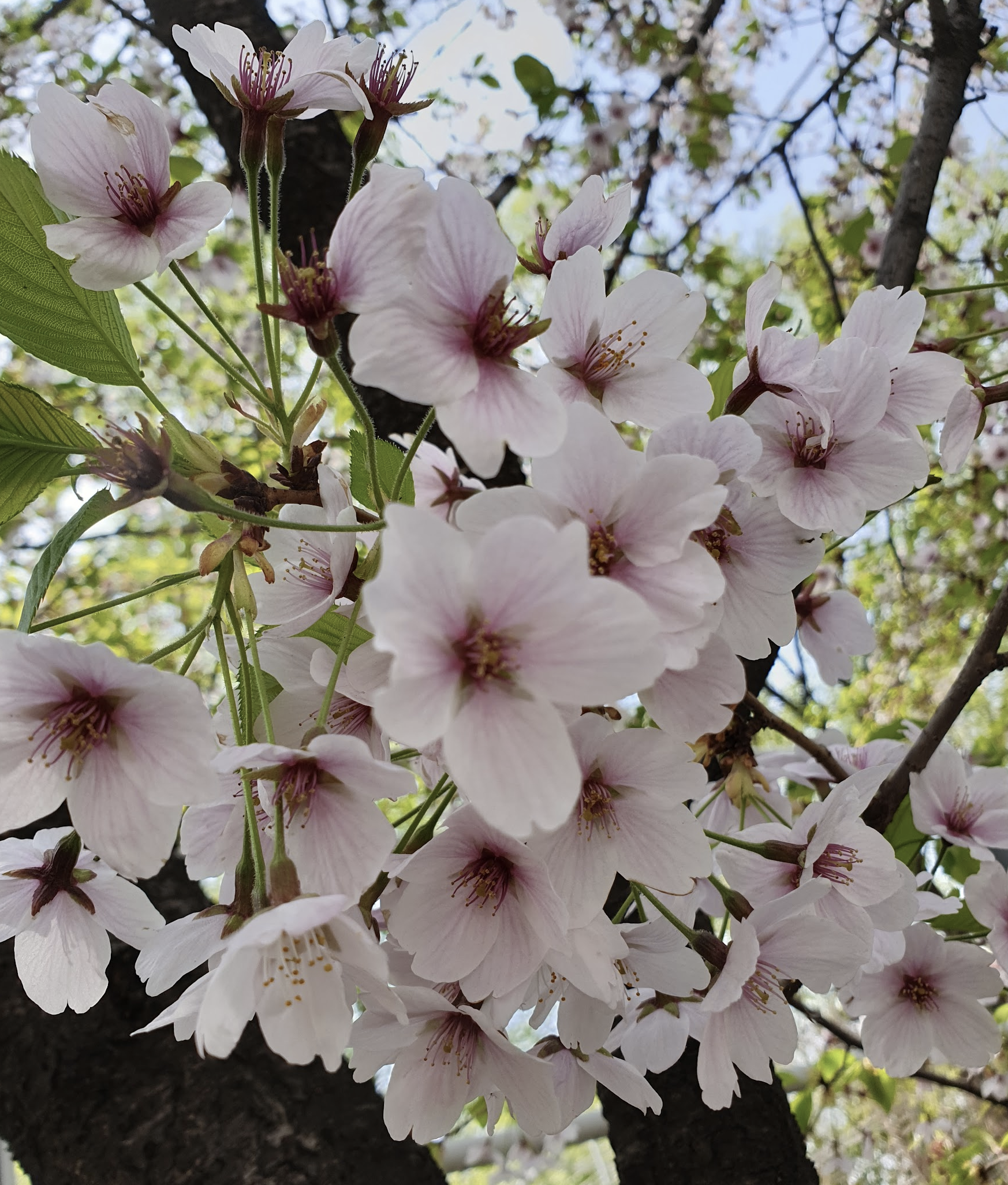 벚꽃이 만개한 모습