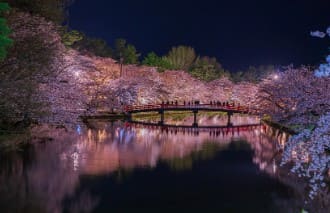 강에 다리가 있고 그 주위로 벚꽃이 피어있다.