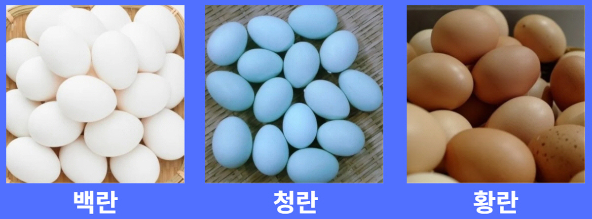 계란 종류 비교, 백란 청란 황란의 차이와 특징