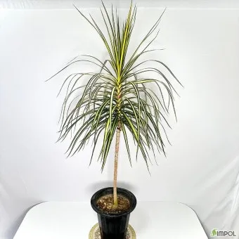 드라세나 키우기 물주기 가지치기 번식방법 흙배합 가이드_3