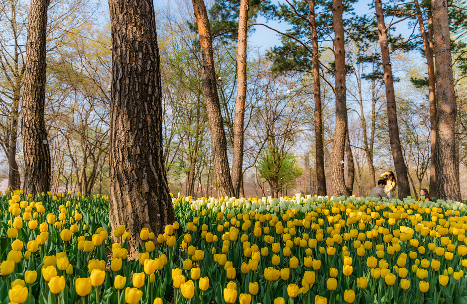 서울숲 튤립
