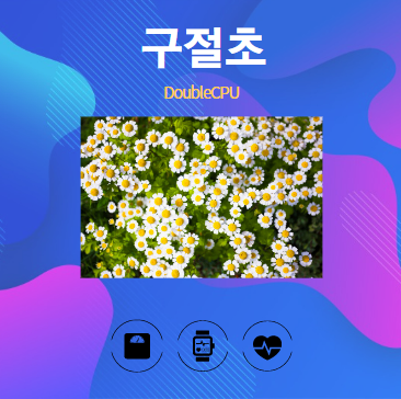 구절초 알아보기