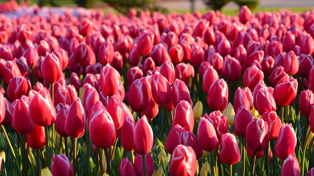 캐나다,수도,오타와,튤립,축제