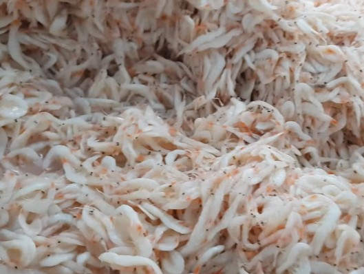 새우젓 종류(오젓, 육젓, 추젓, 자하젓, 토굴젓) 차이점 - 효능, 맛, 가격, 보관방법, 유통기한