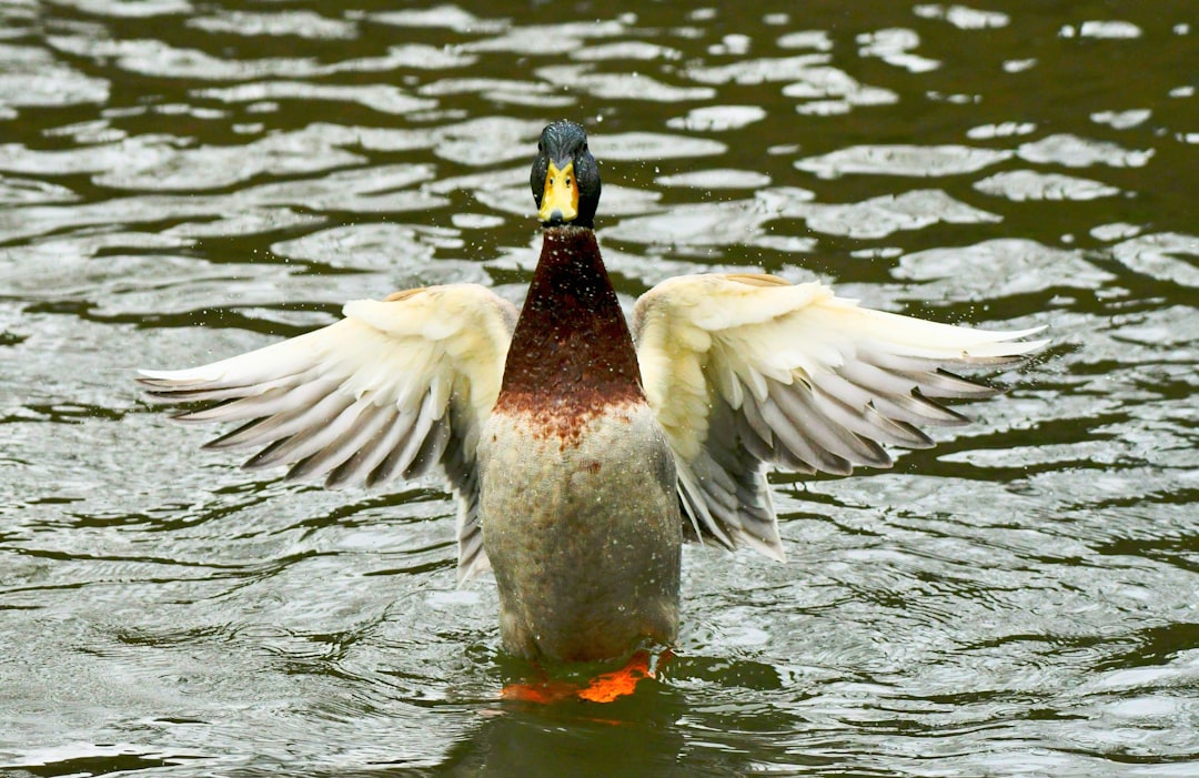 Duck down