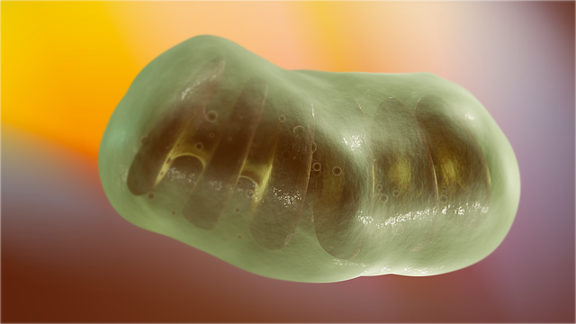 코엔자임큐텐의 효능 영양제