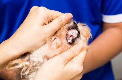 강아지 잇몸 치주질환 체크하기.