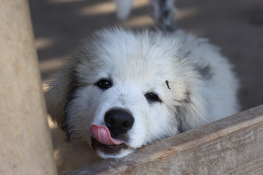 새끼 그레이트 피레니즈 웃는 사진