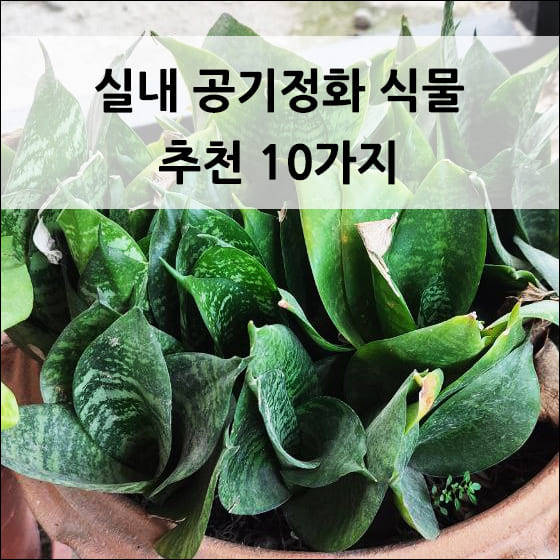 산세베리아