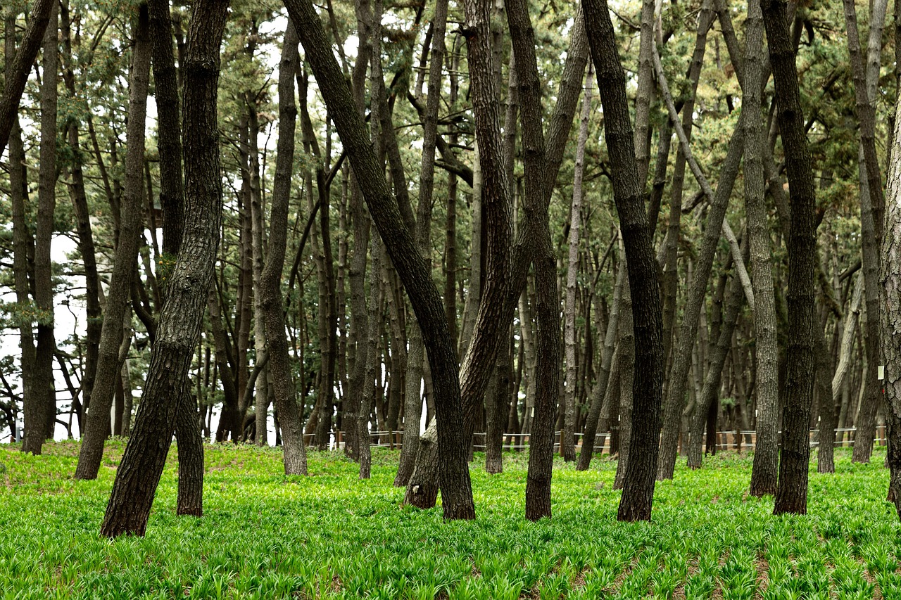 충남 서천의 한산모시 짜기, 천 년을 이어온 직조 기술