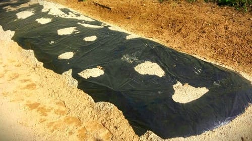 땅콩재배-파종시기-심는시기-재배밭-거름주기-밑거름