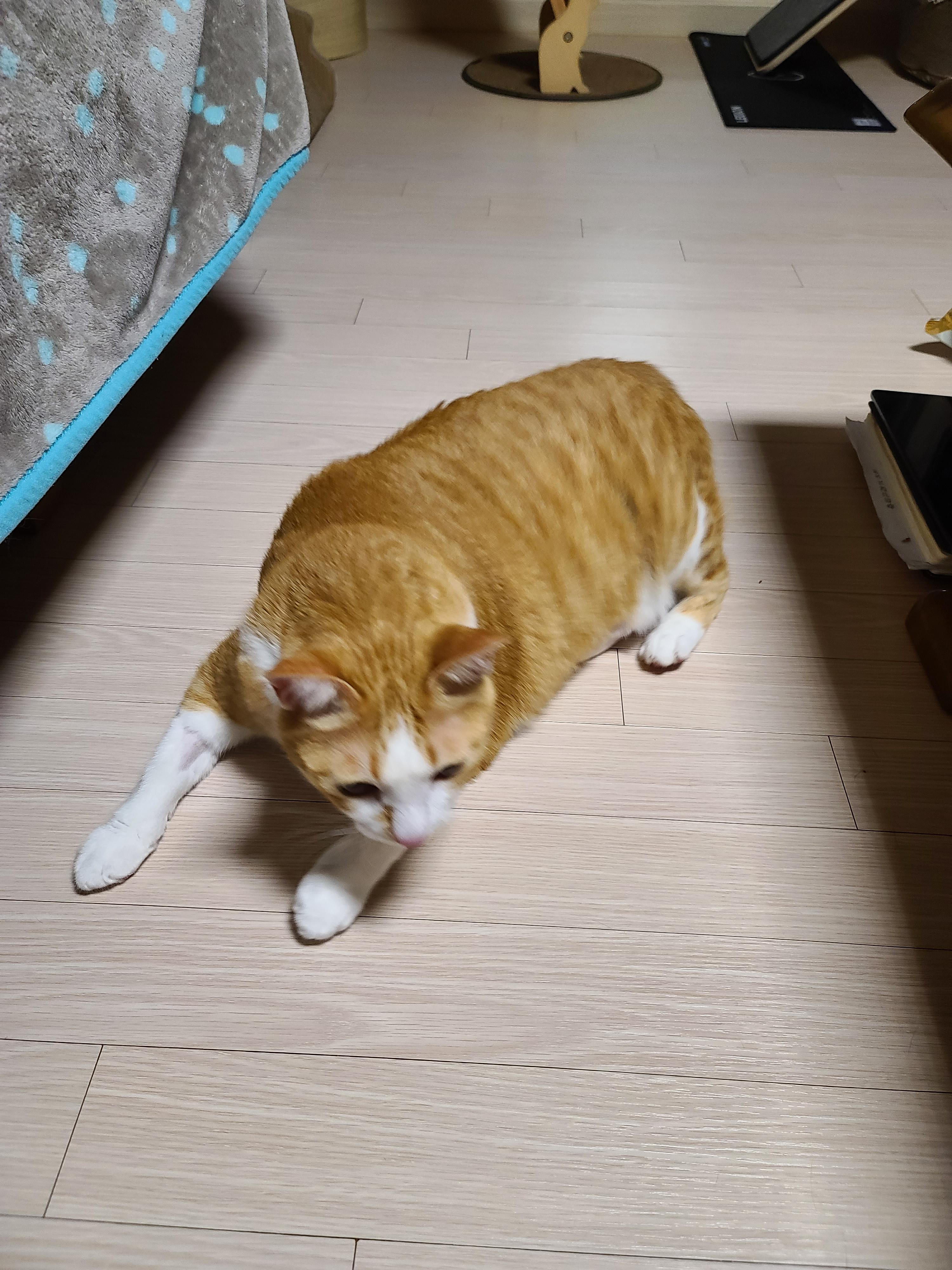 황달로 인한 호야의 입원. 고양이 황달.