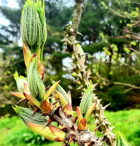 엄나무순-부작용