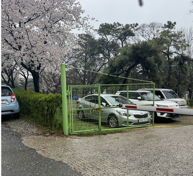 내리는 비를 맞으며 벚꽃 잎이 지고 있는 모습