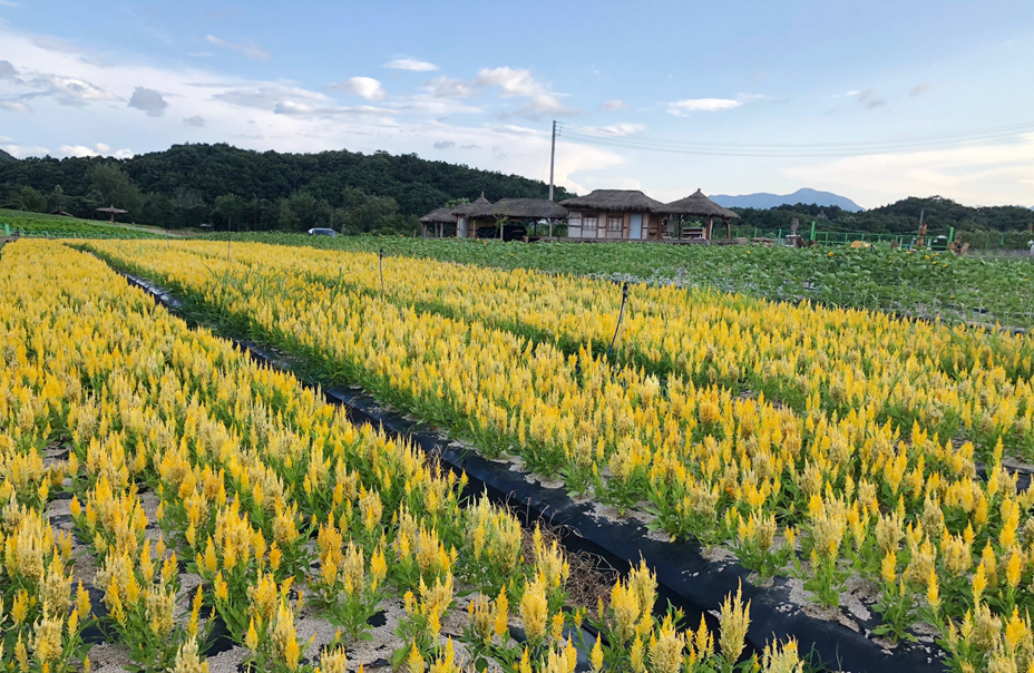 철원 고석정꽃밭 개장기간 입장료 주차정보
