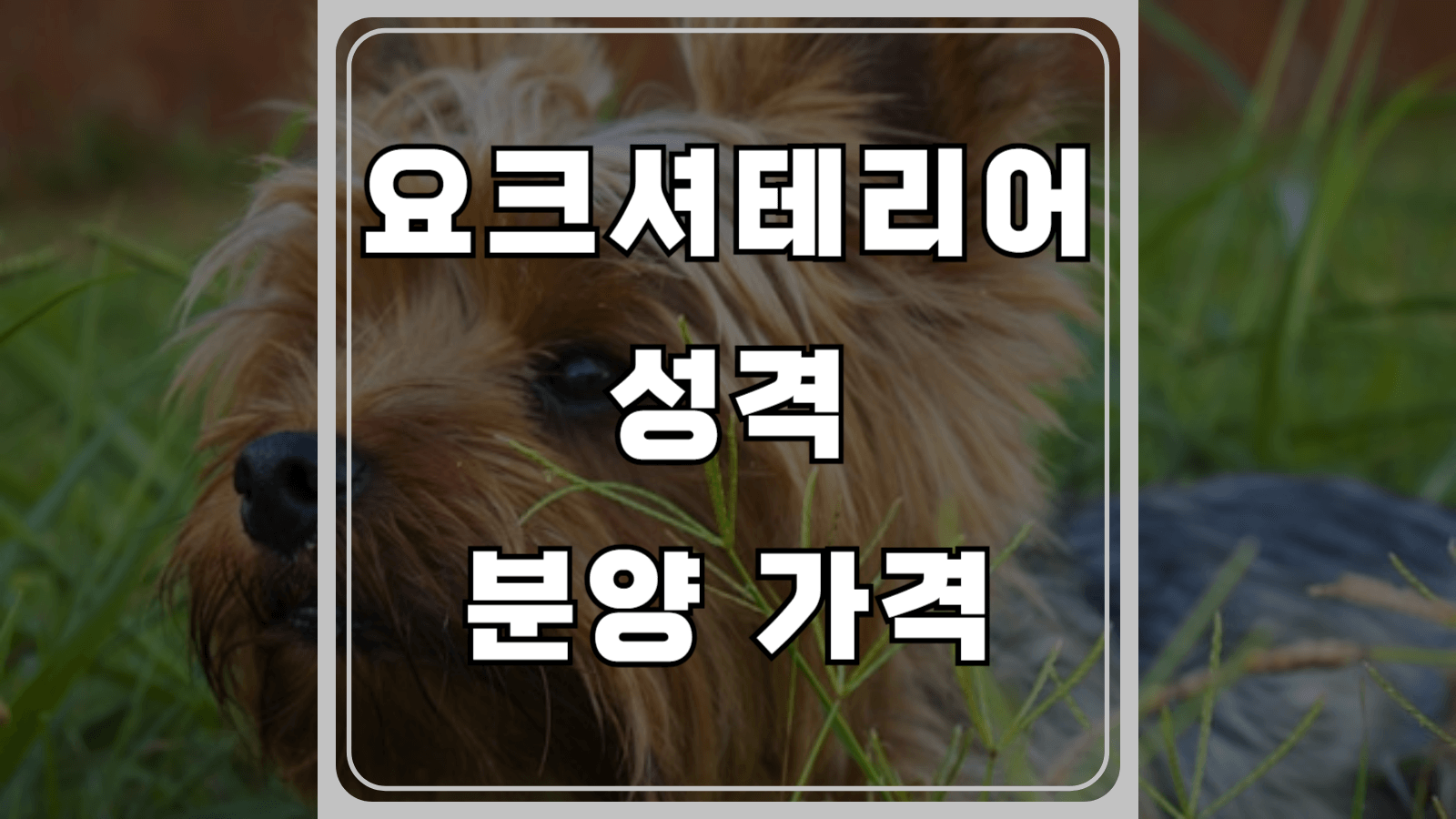 요크셔테리어 성격과 분양 가격