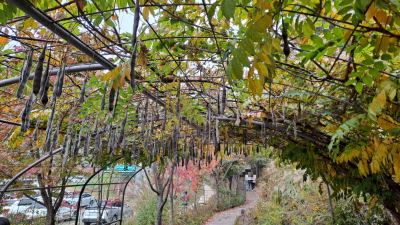 단풍명소_화담숲