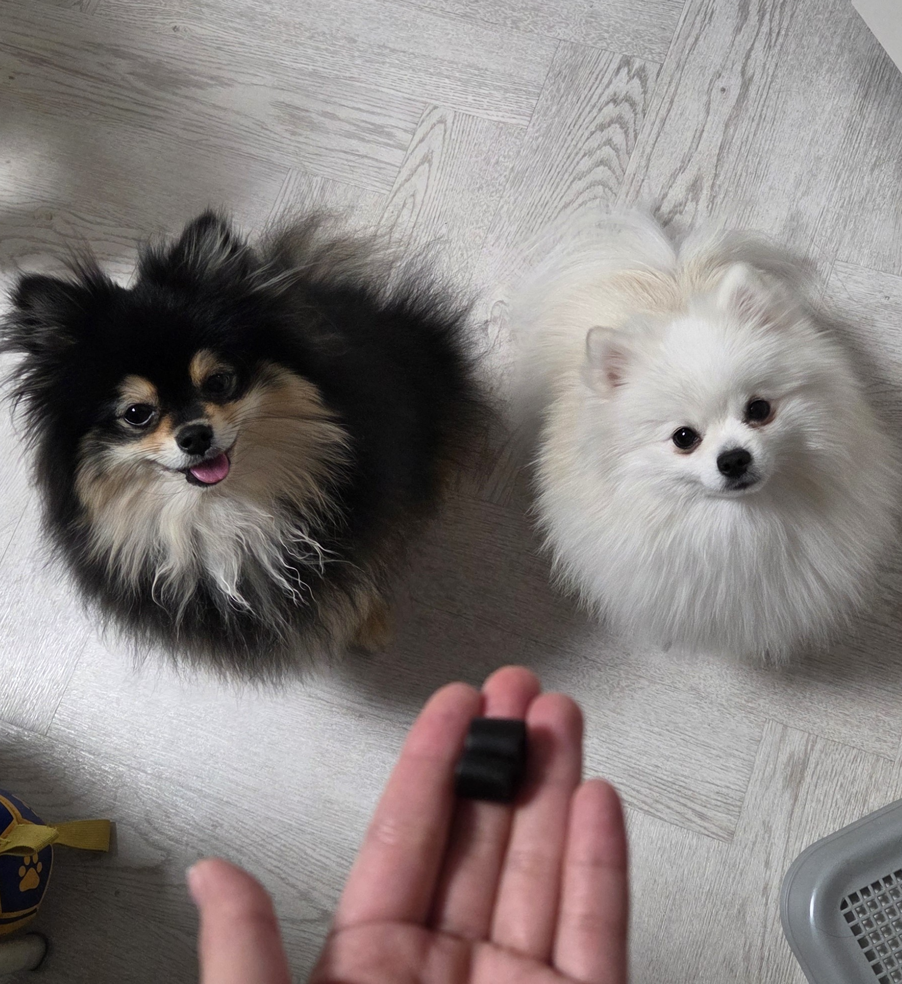 간식에 집중하는 하콩&amp;달콩