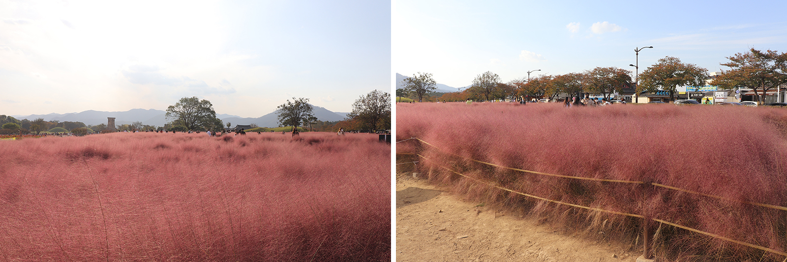 경주 첨성대, 핑크뮬리와 함께하는 가을 여행지 추천