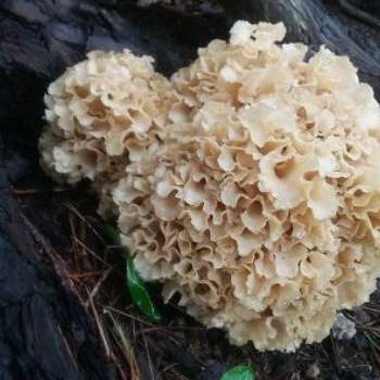 꽃송이 버섯 효능