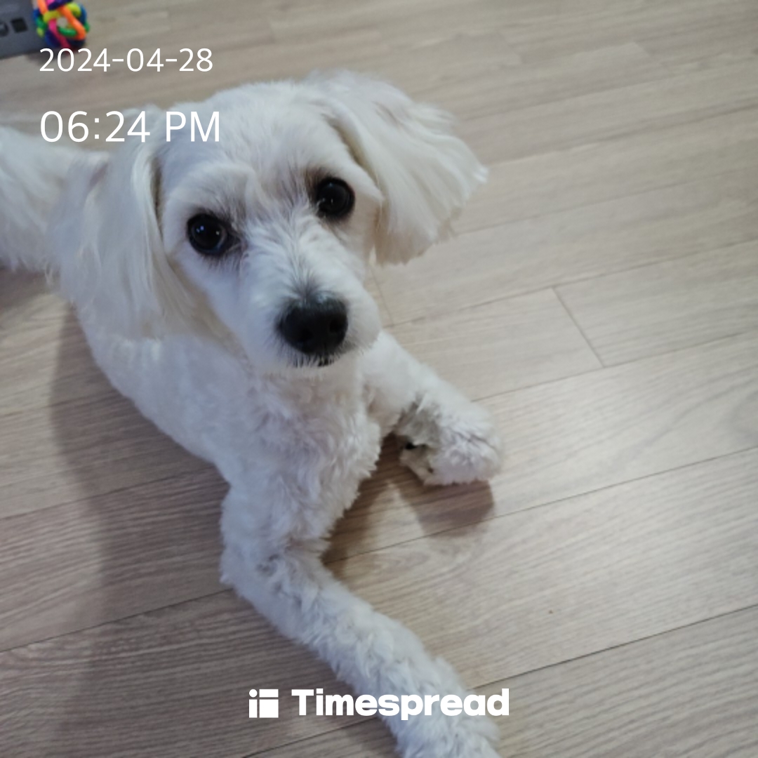 강아지 눈물자국 고민해결