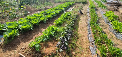 전원생활 중 관리하고 있는 텃밭 작물 전경