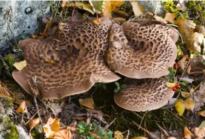 국산 능이버섯 가격 및 효능,채취시기