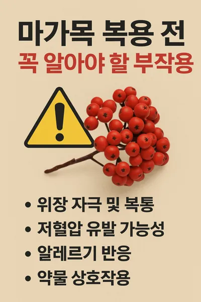 마가목 부작용 경고 썸네일