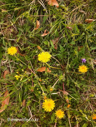 들판에 자생하는 노란 민들레꽃과 풀잎