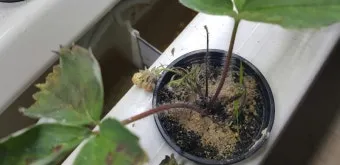 딸기 키우기 물주기 수경재배 비료관리 햇빛배치 실내 재배 팁_13