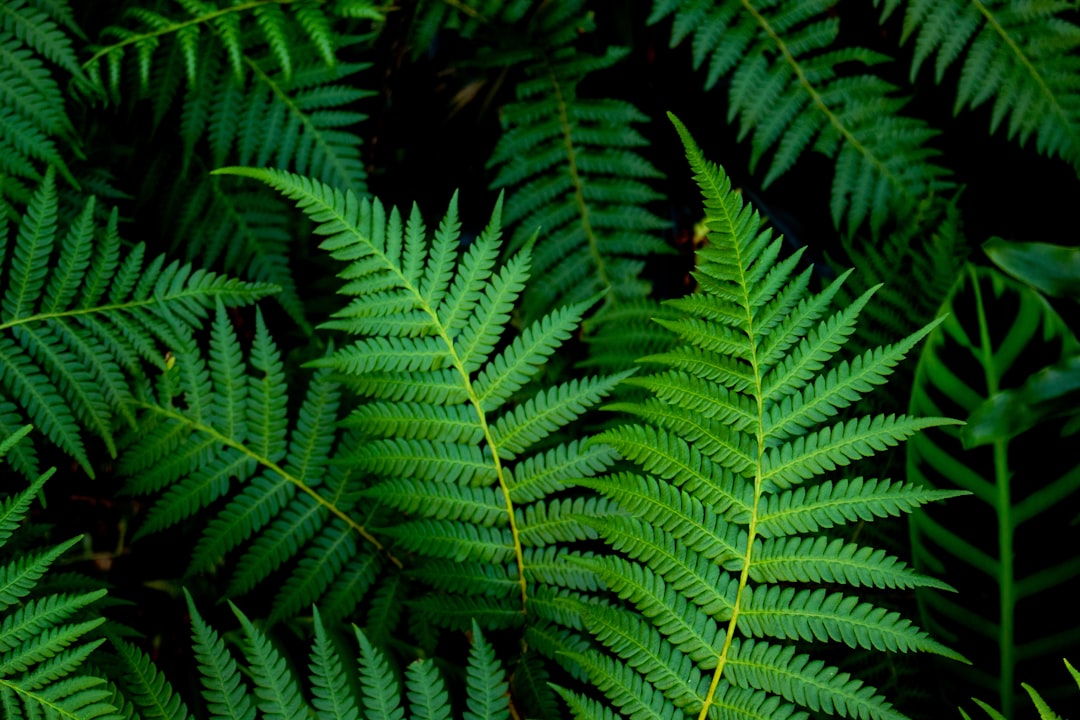 Fern
