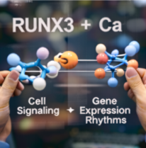 칼슘 - 세포 신호와 유전자 발현