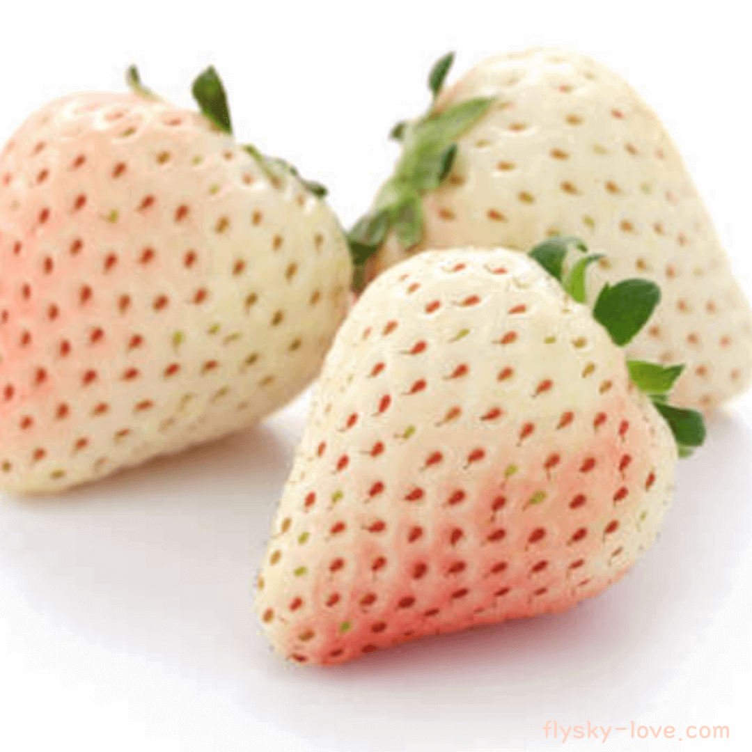 파인베리 (Pineberry) 활용법