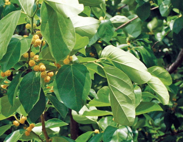 구지뽕의 효능 꾸지뽕 열매의 효능 먹는법
