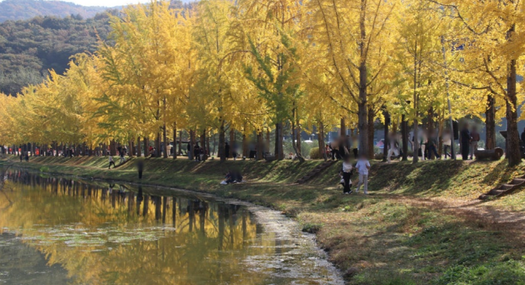 괴산 문광저수지 은행나무길