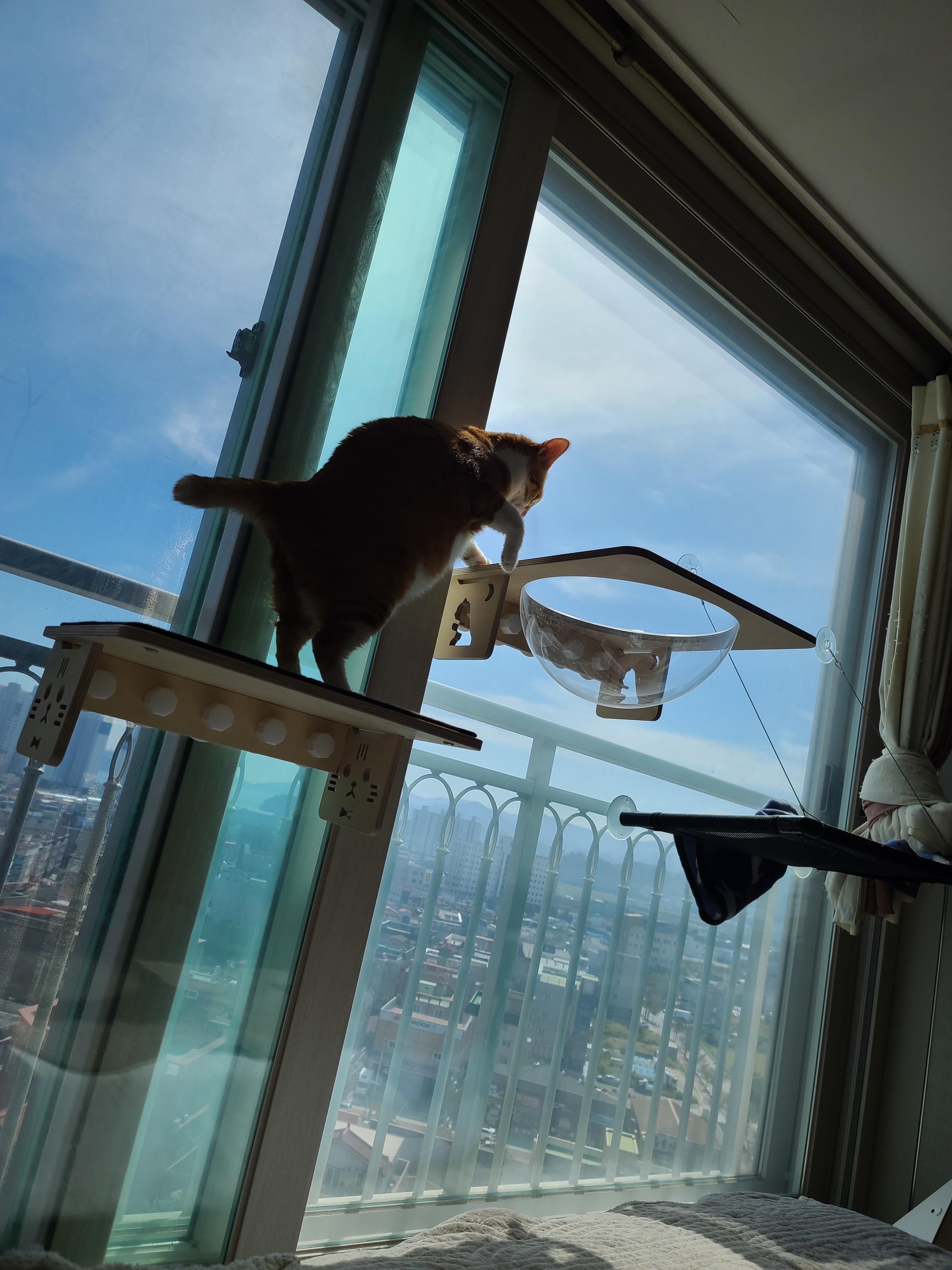요즘 컨디션이 좋은 호야! 투명캣볼에 도전하려 했으나..!