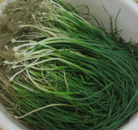 달래 효능 부작용 뿌리 고르는법