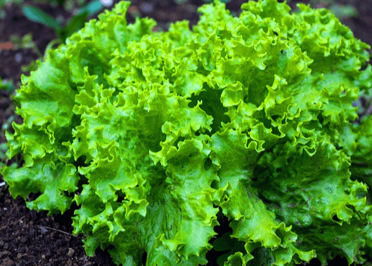 땅에 연두색 상추가 가득 자랐다. 잎은 구불구불하다.