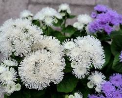 아게라텀 이미지 사진