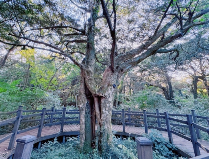 제주 사려니숲길