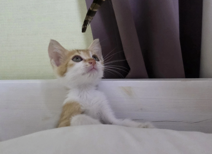 반려동물 중성화 수술 장단점과 회복 가이드