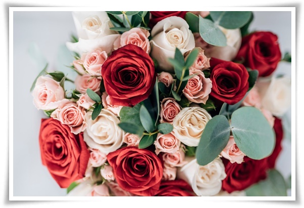 &quot;장미&quot; 천 년의 사랑을 품은 아름다움의 상징 매혹적인 꽃!고