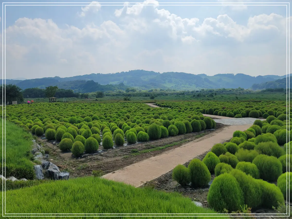 넓은-댑싸리-밭