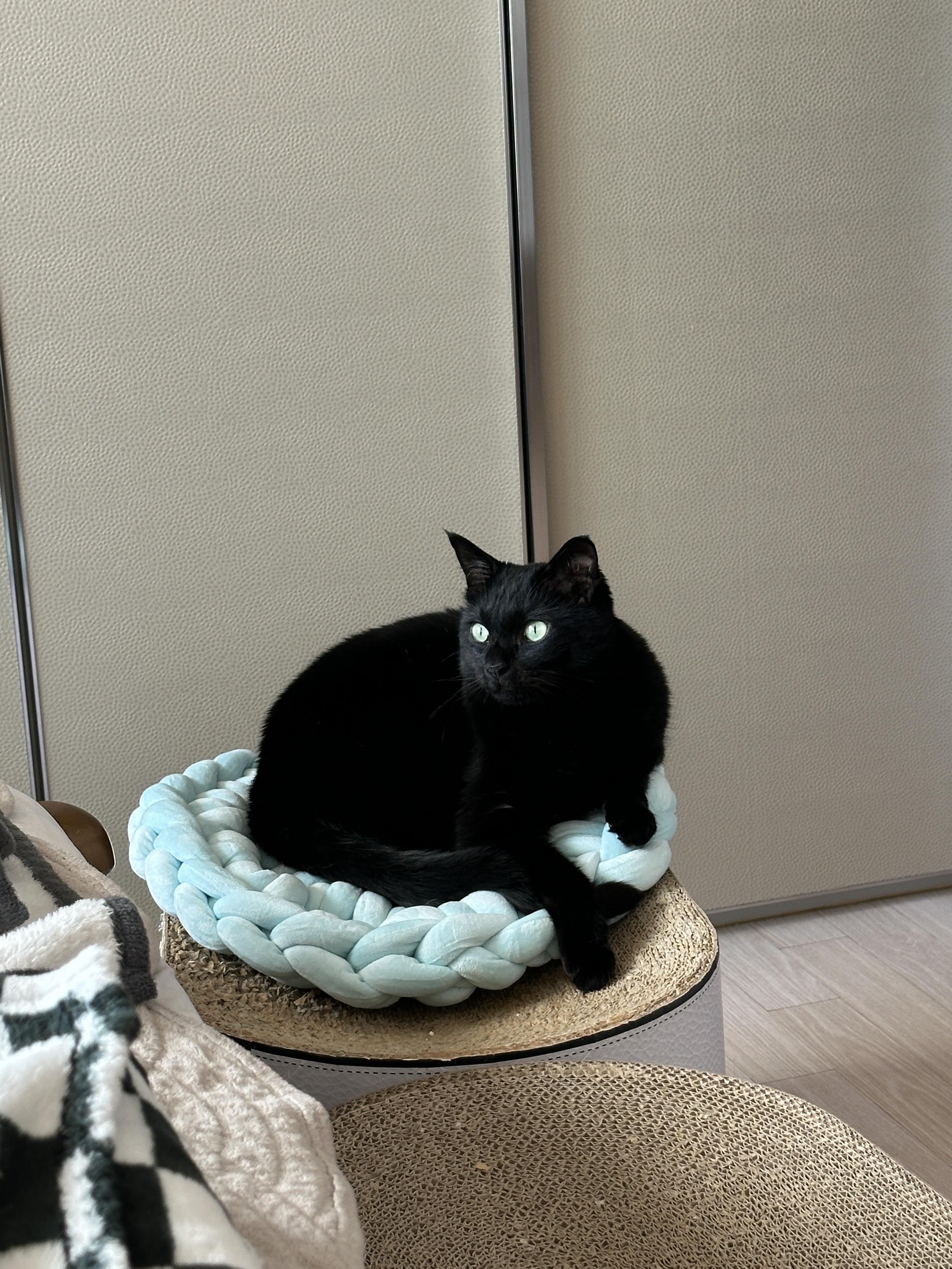 민트색_자이언트얀_방석_위에_앉아_있는_멋쟁이_올블랙고양이_건이