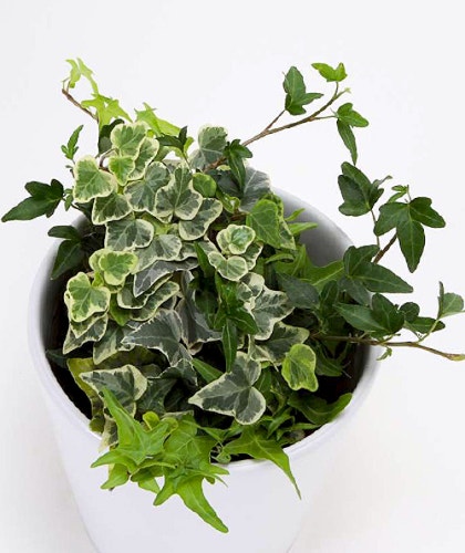 봄 인테리어 식물 추천과 효능, 그리고 키우는 방법