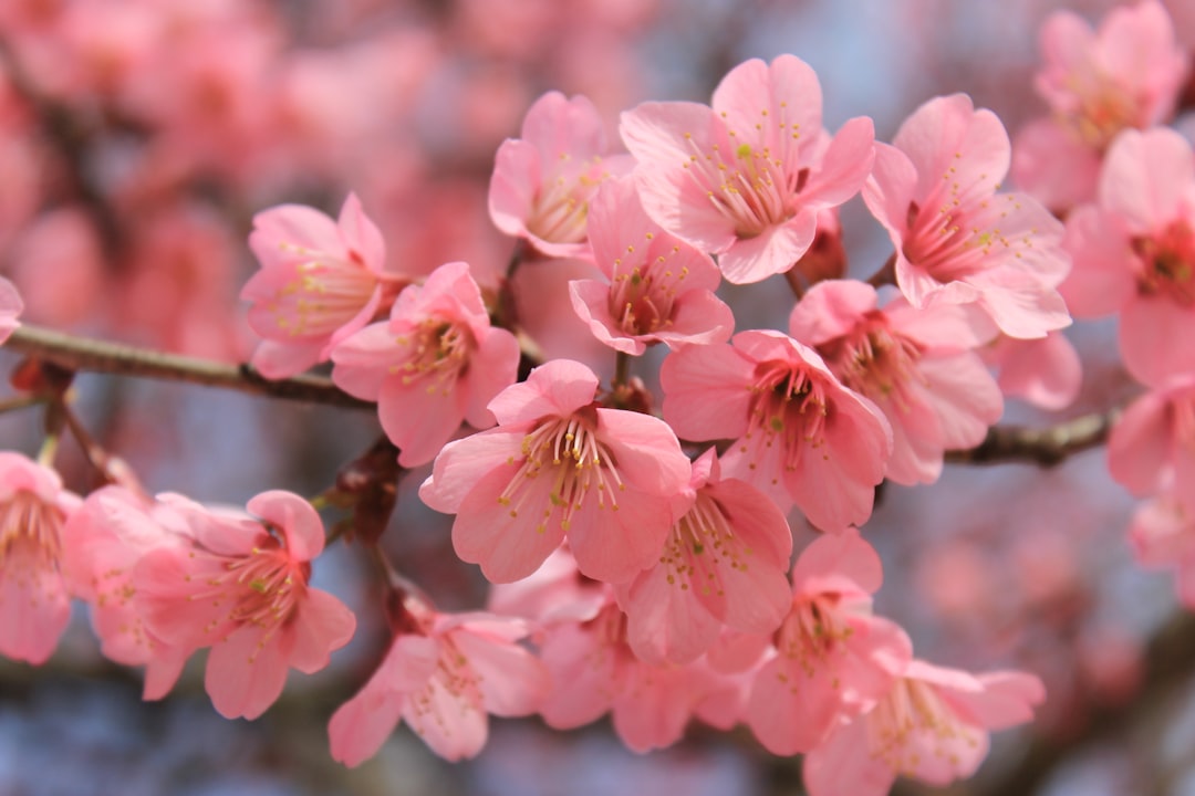 Cherry blossom