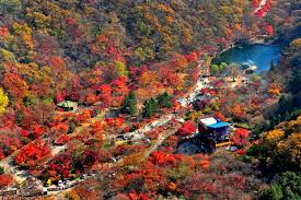 내장산 단풍명소